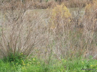 lle del Simeto-24-02-2013 11-57-39